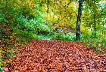 Obraz premium Autumn landscape in the forest of La Fageda de Grevolosa, La Garrotxa