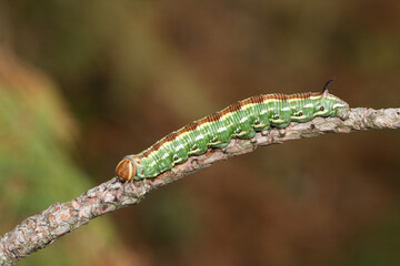 A pretty Pine hawk-moth, Sphinx pinastri, walking along a twig of a pine tree.