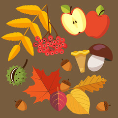 Autumn harvest - rowan berry, apple, half of apple, chestnut, acorns, colorful (red, yellow, brown) leaves, mushrooms - chanterelle and porcini. Vector illustration in flat style isolated on brown.