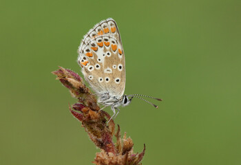 A Brown Argus Butterfly, Aricia agestis, roosting on a flower early morning.  