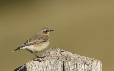 A migrating Wheatear, Oenanthe oenanthe, perching on a post in a meadow.