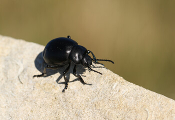 A Bloody-nosed Beetle, Timarcha tenebricosa, walking over a rock.