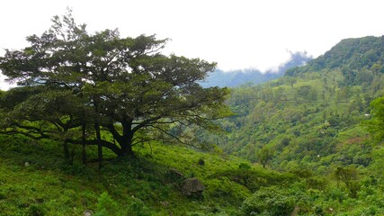 Indian subcontinent, Sri Lanka (Ceylon), mountain knuckles ranges