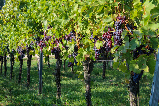 Weintrauben im goldenen Herbst am Weinberg Weinstock