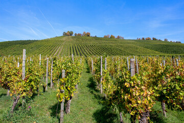 Weintrauben im goldenen Herbst am Weinberg Weinstock