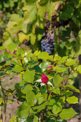 Weintrauben im goldenen Herbst am Weinberg Weinstock