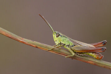 A pretty Meadow Grasshopper, Chorthippus parallelus, perching on grass. - obrazy, fototapety, plakaty