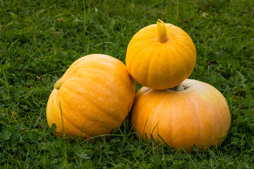 Yellow pumpkin on the green grass. Vegetables grown on a personal plot.
