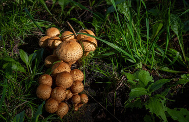A large number of edible wild mushrooms in the grass in the forest. Nature and food.