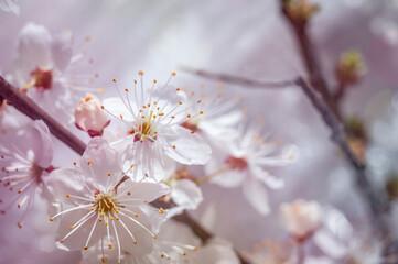 Macro image of spring cherry flowers, abstract soft floral .background.
