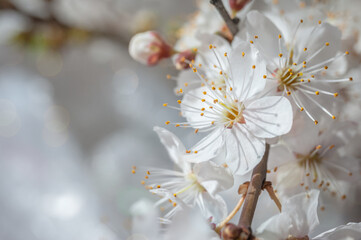 Macro image of spring cherry flowers, abstract soft floral .background.