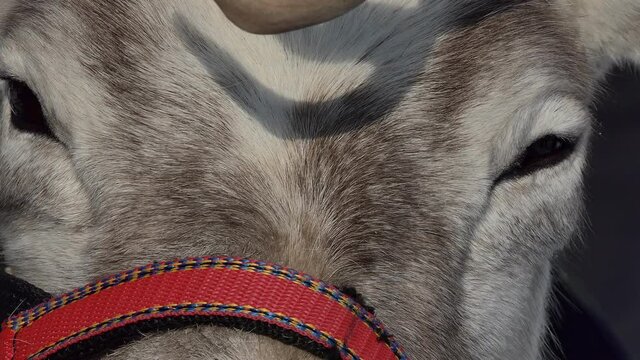 Reindeer. The head of a harnessed reindeer, a look. Close up. Siberia.