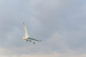 seagull in flight