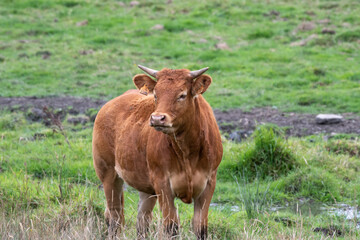 Limousin cow in a meadow in Luxembourg