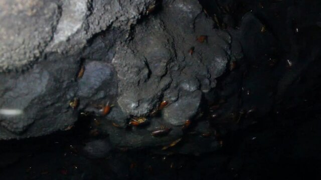 Settlement of giant cockroaches in a cave next to a colony of bats. You can see adult insects larvae of different ages. Cockroaches live off bat droppings. Sri Lanka
