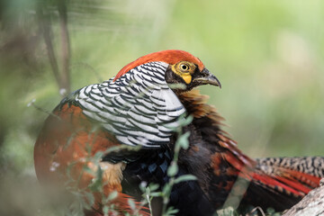 The golden pheasant (Chrysolophus pictus)