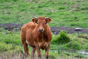 Limousin cow in a meadow in Luxembourg