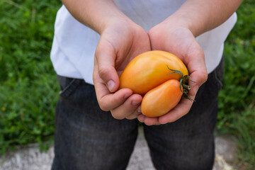 Ugly tomato in children's hands on a background of green grass. Funny, abnormal vegetable or food...