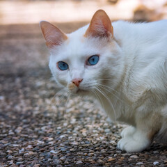 White Siamese mix cat with beautiful blue eyes