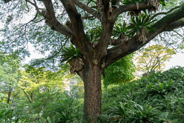 Old tree branch going havoc