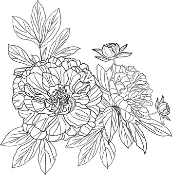 Peony vector image isolated on white background outline drawing