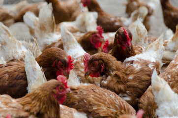 free range chickens