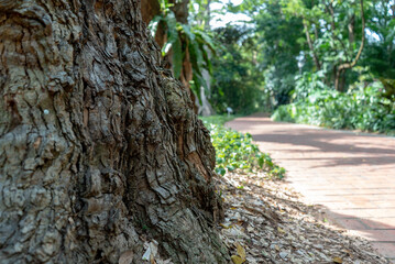 Old tree bark beside jogging park.