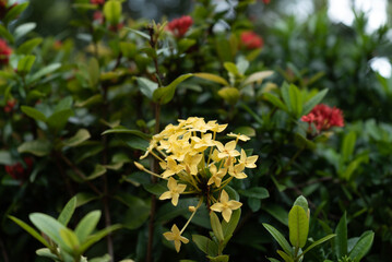 Yellow Ixora surrounded by Red Ixora