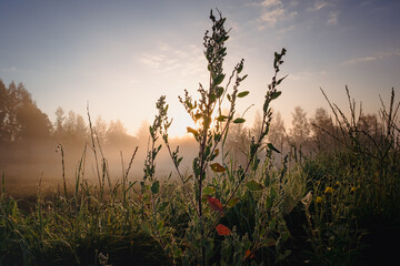 Silhouettes of flowers and grass at sunrise with fog in the background