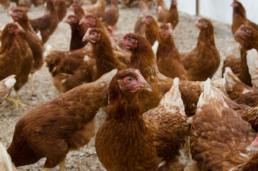 hen and chickens