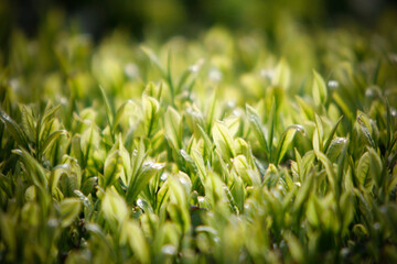 Light green sprouts in the green tea field