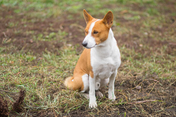 Nice outdoor portrait of thoughtful basenji dog sitting  on an autumnal ground and thinking