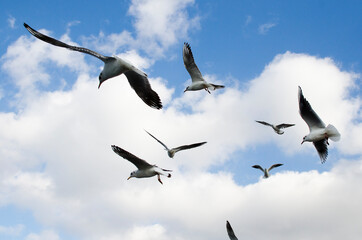 seagulls in flight