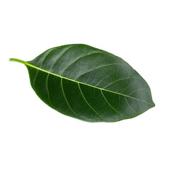 Green leaf of Jackfruit isolated on white background. with clipping path.