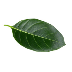 Obraz premium Green leaf of Jackfruit isolated on white background. with clipping path.