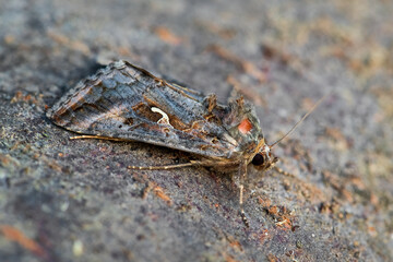 Silver Y moth - Autographa gamma, special hidden moth from European meadows and grasslands, Zlin,...
