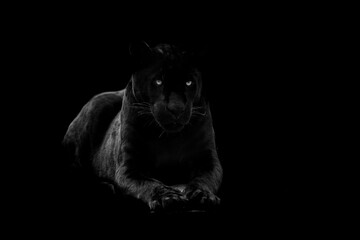 Black panther with a black background