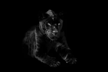 Foto auf Alu-Dibond Schwarzer Panther mit schwarzem Hintergrund © AB Photography