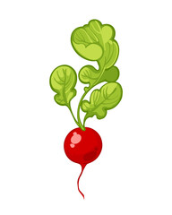 Juicy ripe radish with herbs isolated on white background. Hand drawn color Vector illustration. Healthy vegetables icons. Clipart. Fresh cartoon vegetable.