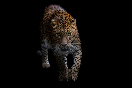 Panther with a black background