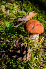 Mushroom orange boletus in the forest