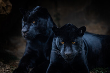 Two Black panther sitting in the jungle