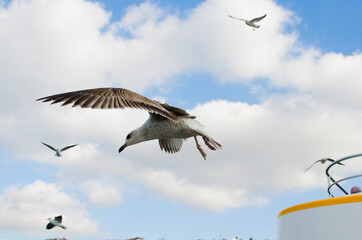 seagull in flight