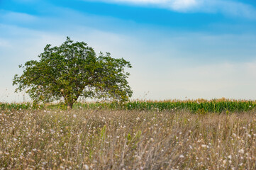 Obraz premium View of a lonely tree on a summer day on a flower meadow. Blue sky background. A large tree in the left corner. Walnut wood.