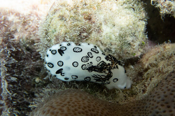 Coral Reef and Tropical Fish in Thailand fish. Beautiful Undersea world. Beautiful Blue water.