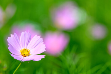 コスモス