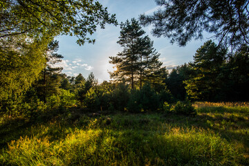 Fototapeta premium Wald