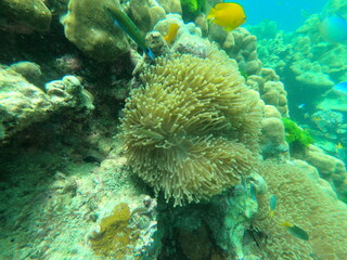 Naklejka na ściany i meble Coral Reef and Tropical Fish in Thailand fish. Beautiful Undersea world. Beautiful Blue water.