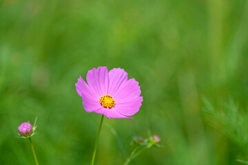 Obraz premium コスモス