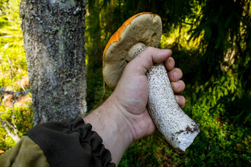 Fresh mushroom in the hand